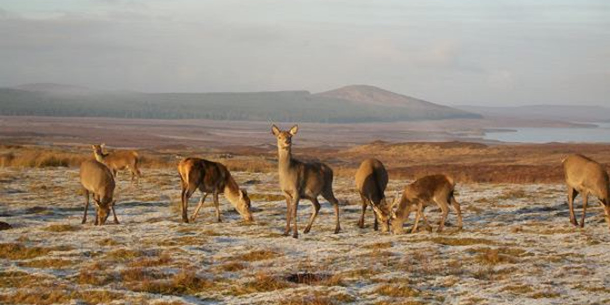 hinds in a wintry landscape