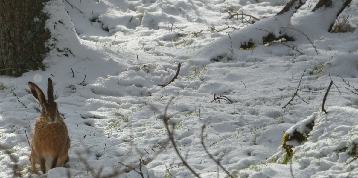 brown hare in snow Edinglassie Estate Scotland