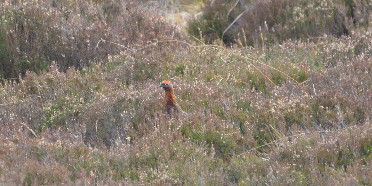Scottish red grouse in heather