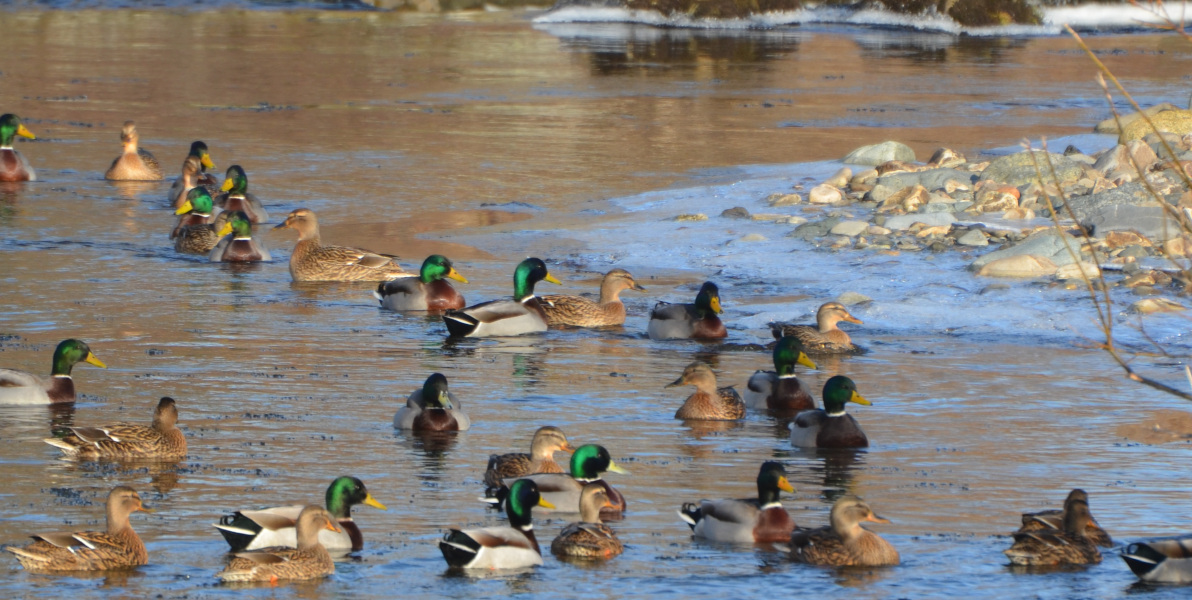 mallard ducks on river Edinglassie Estate
