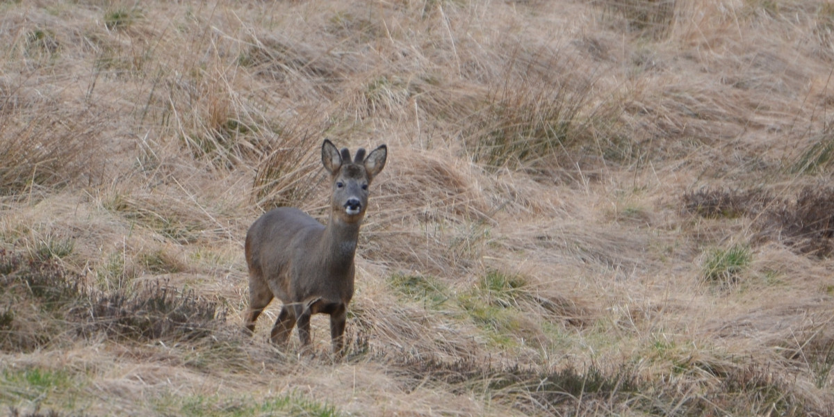 Roe buck in velvet amongst grass Edinglassie Estate
