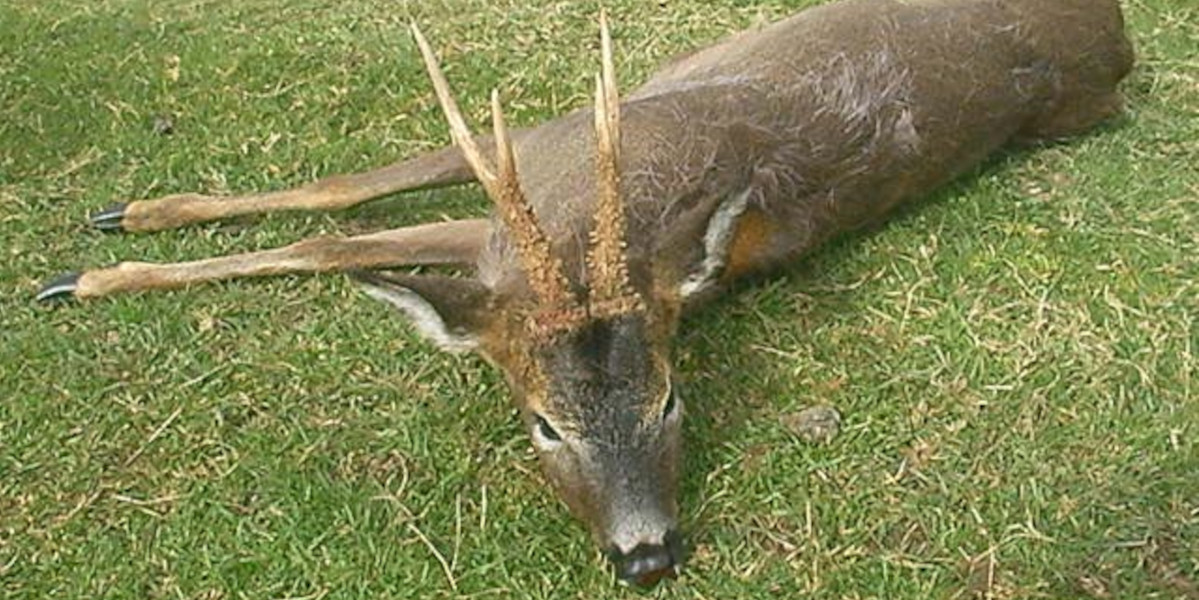 roe buck lying on grass