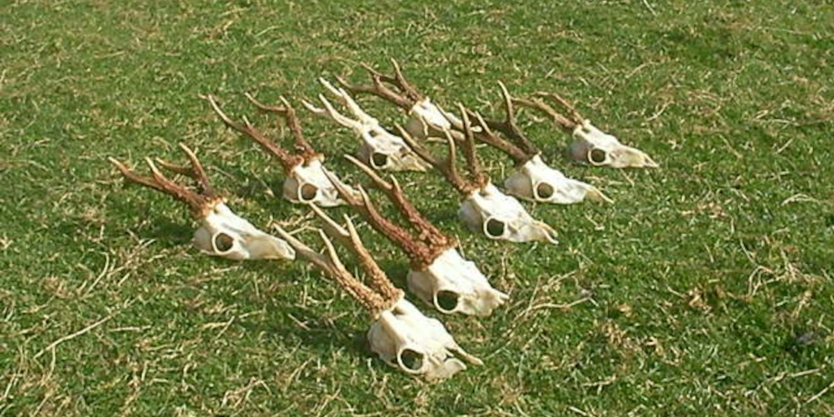 9 roe buck skulls