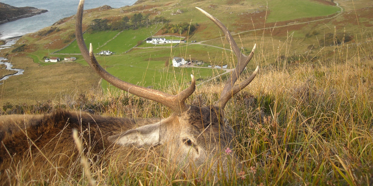 Scottish_red_deer_stag_lying_on_grass_on_Scottish_mountain_with_sea_behind