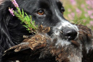 springer spaniel with grouse in its mouth