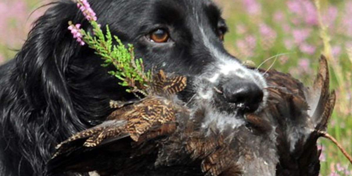 springer spaniel with grouse in its mouth
