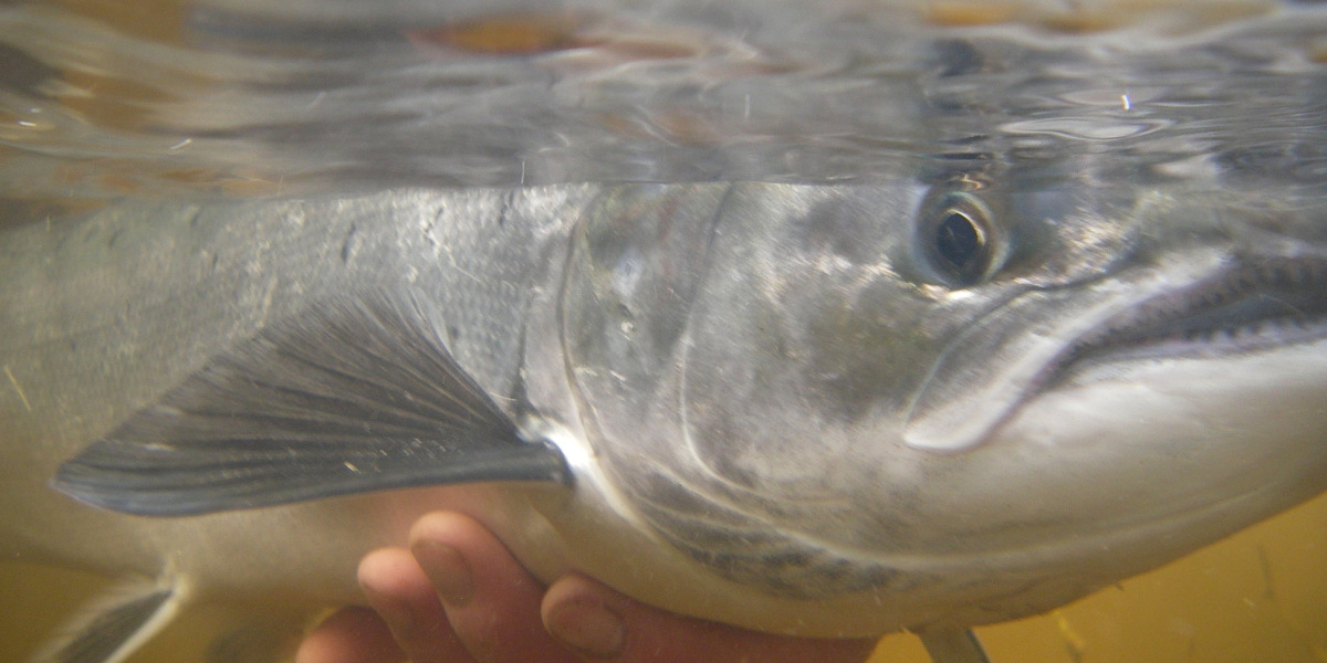 Salmon seen underwater river tay scotland