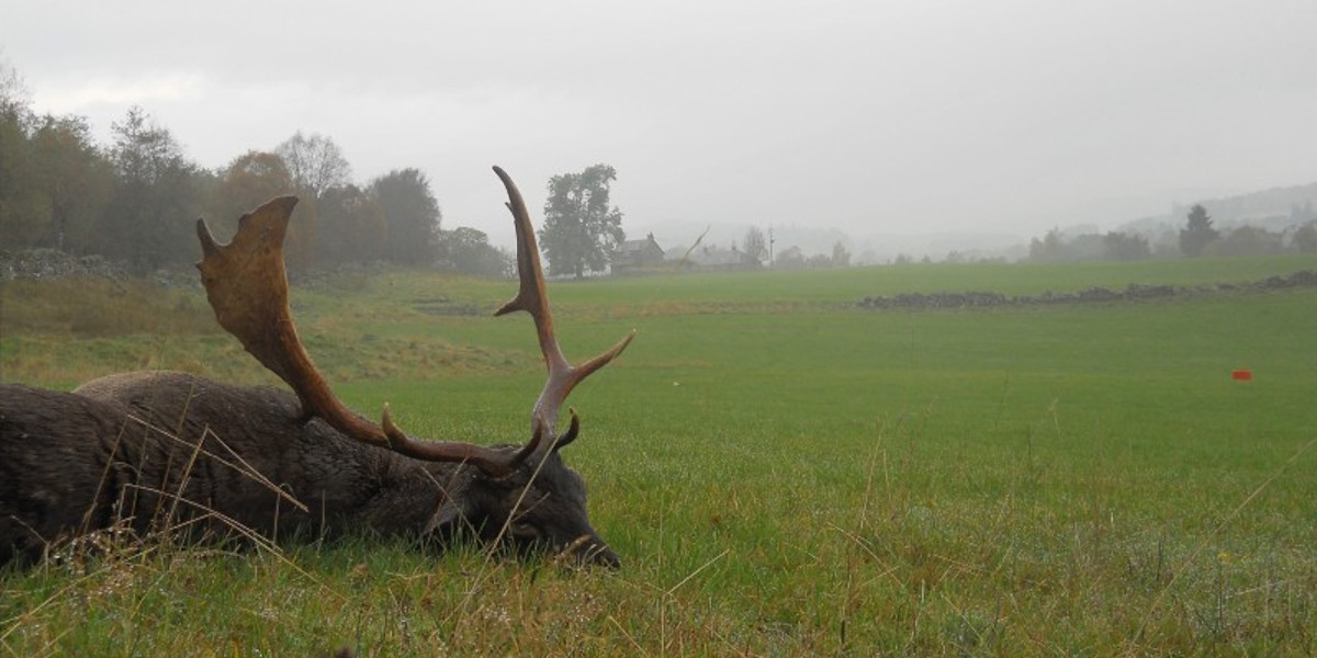 fallow buck carcass on grass with misty background