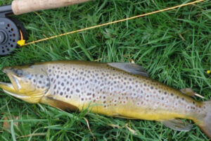 wild brown trout on grass beside fly rod and reel