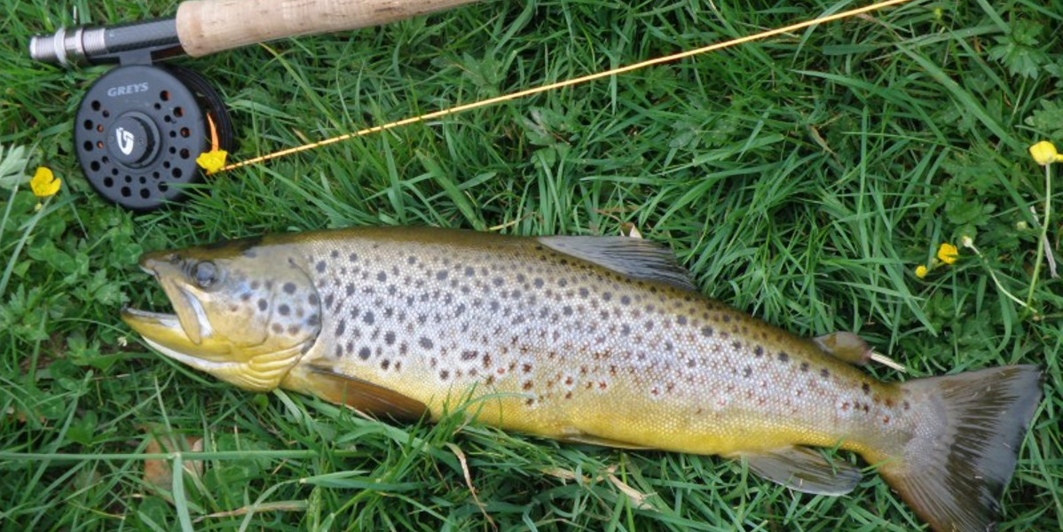 wild brown trout on grass beside fly rod and reel