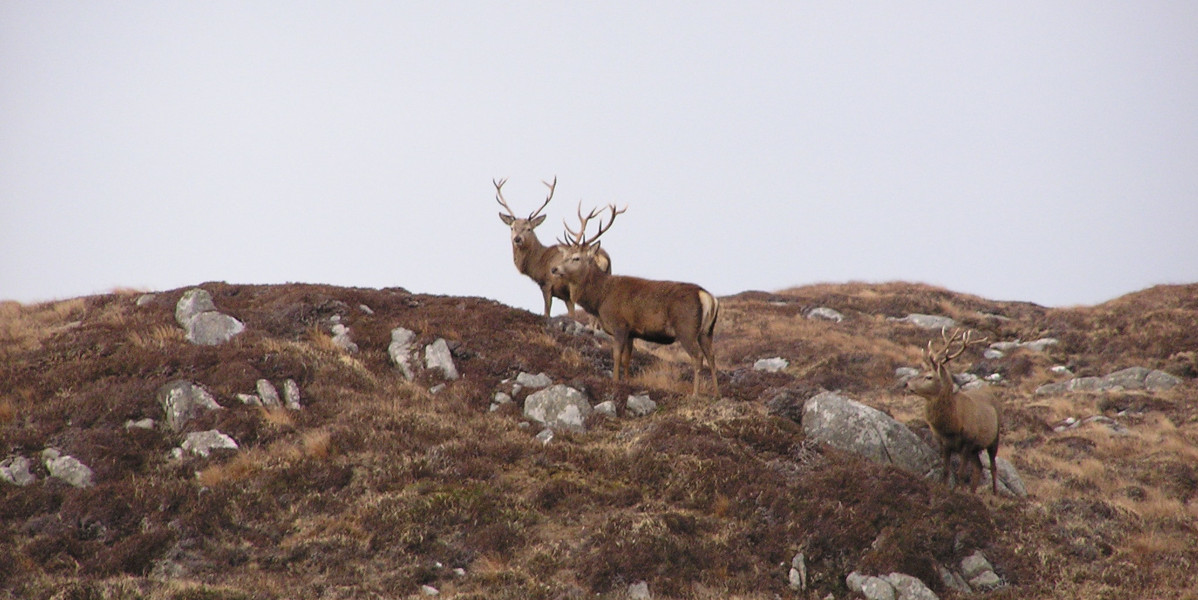 red deer stags on hillside Harris