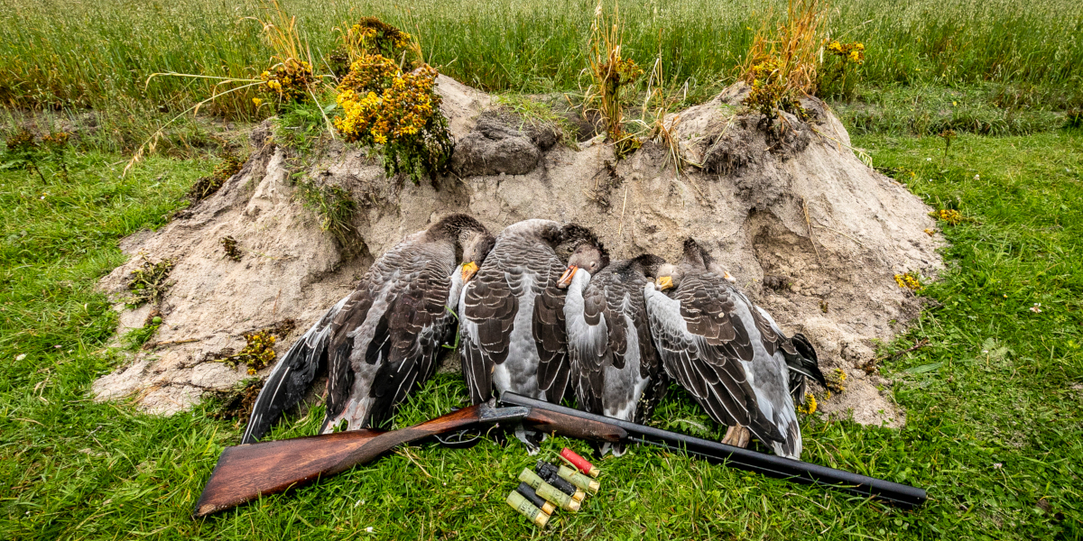 3 greylag geese and shotgun