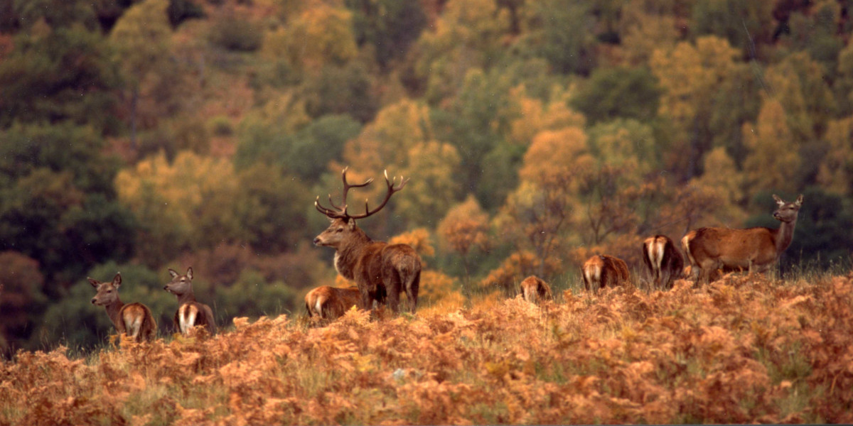 red deer stag with hinds in brown bracken