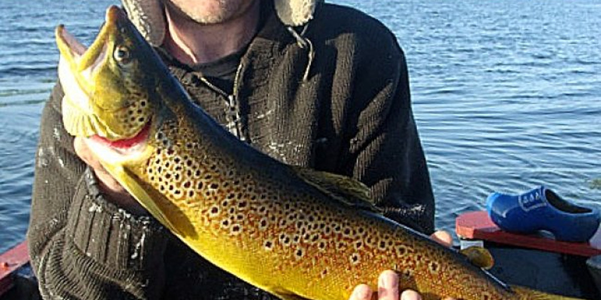 wild Scottish brown trout