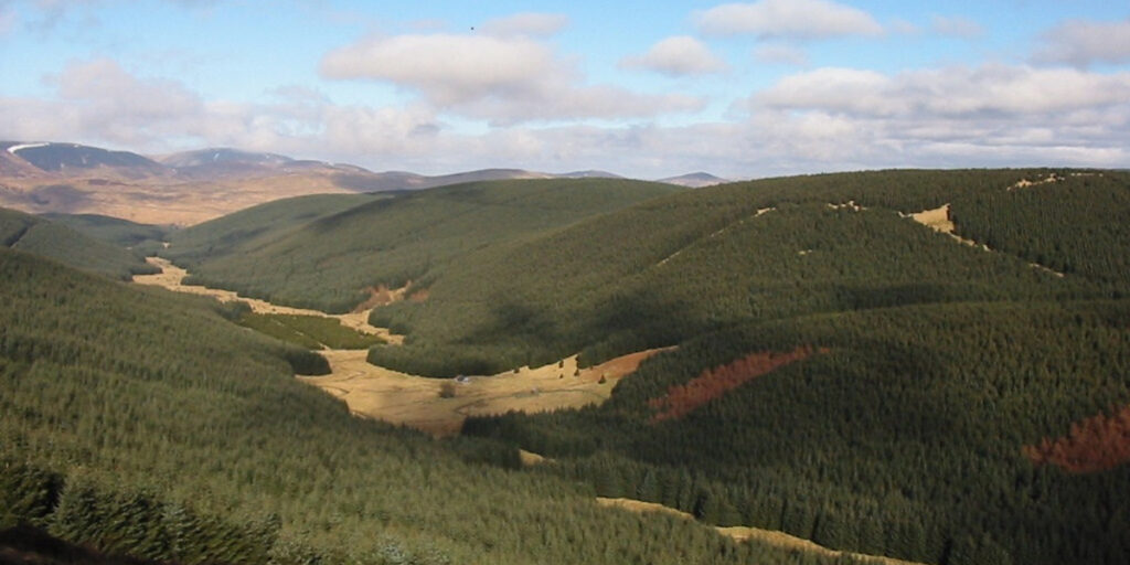 Pine clad valley with river in bottom