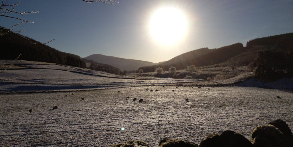 Frosty field with sheep and sun