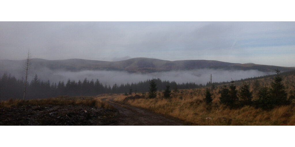 Scottish border hills with pine trees and mist