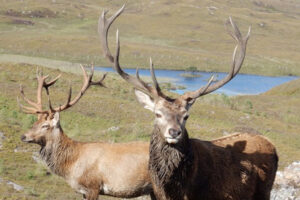 Scottish red deer stags