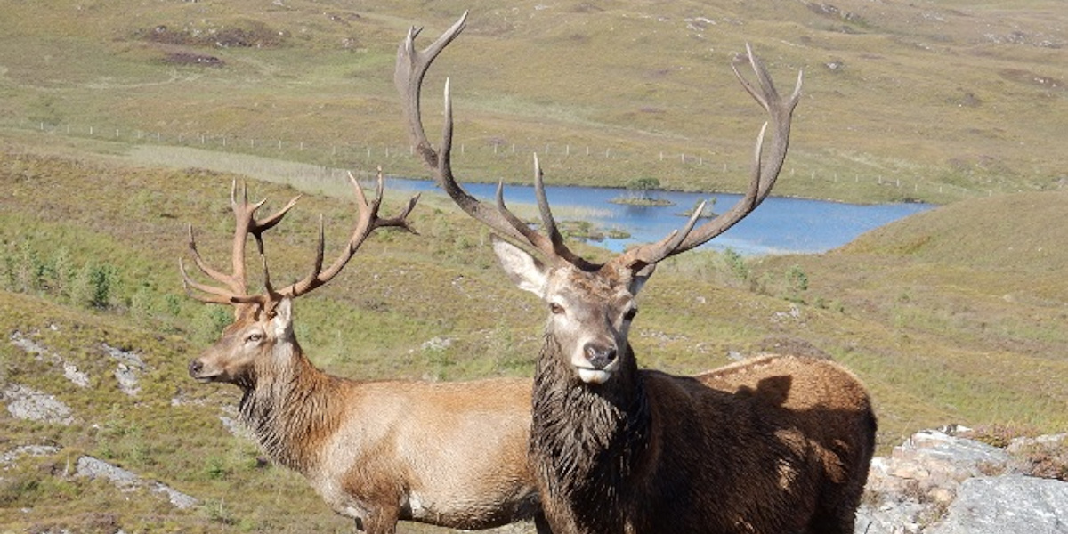 Scottish red deer stags