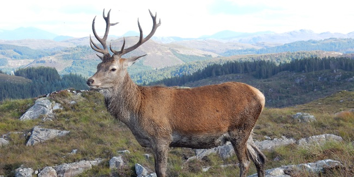 Scottish red deer stag