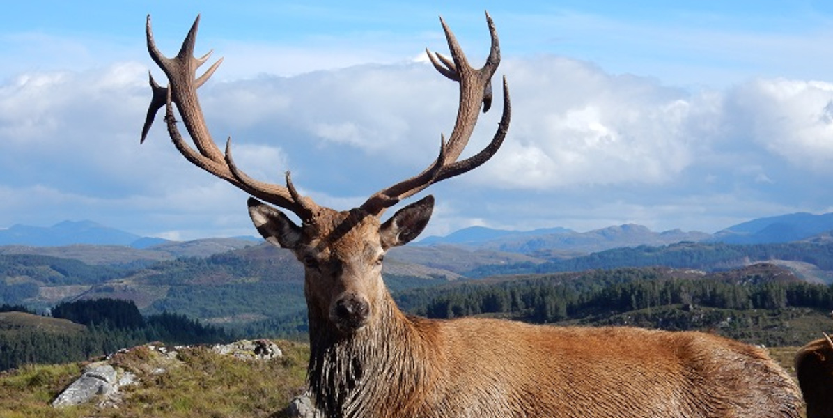 Scottish red deer stag