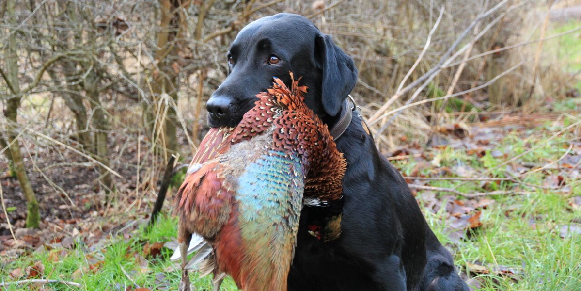 black labrador with pheasant in mouth