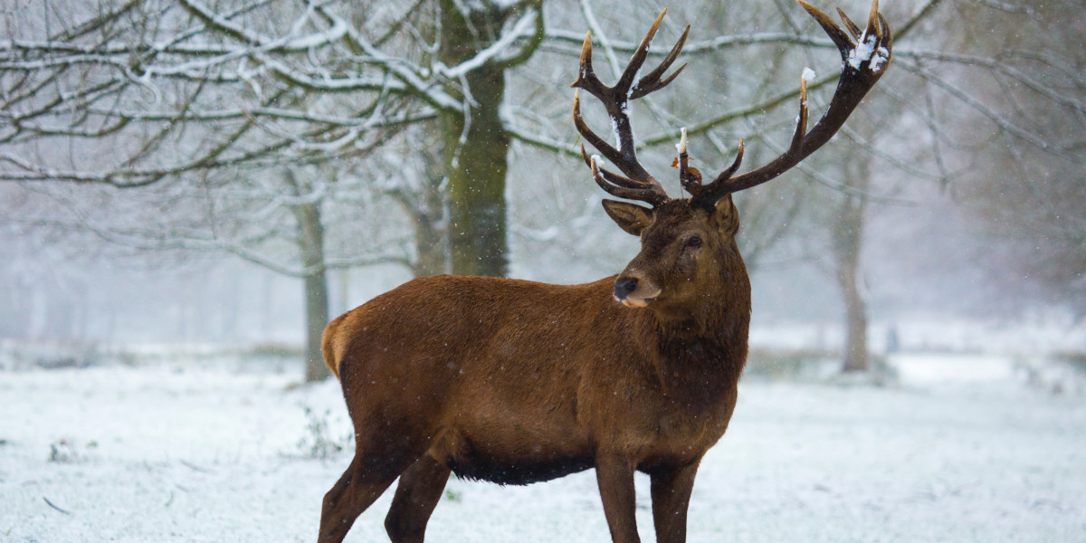 red deer stag in snow