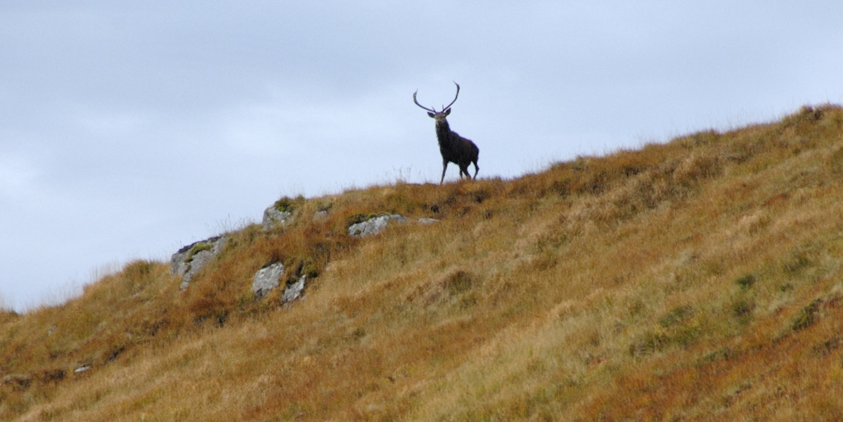 red deer stag on crest of hill