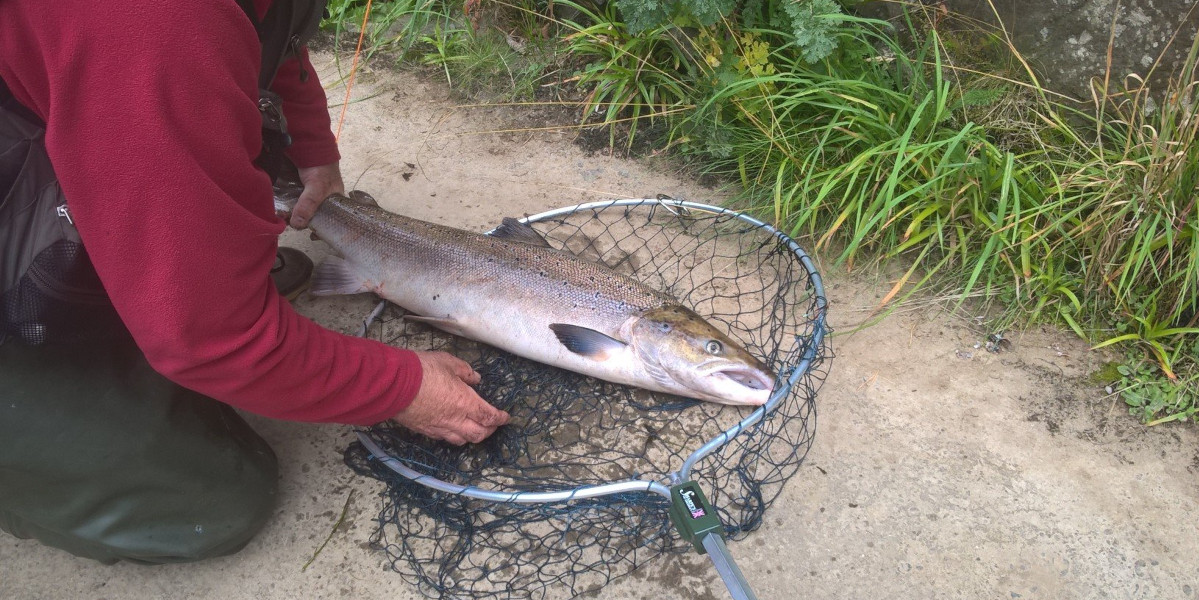 salmon in net