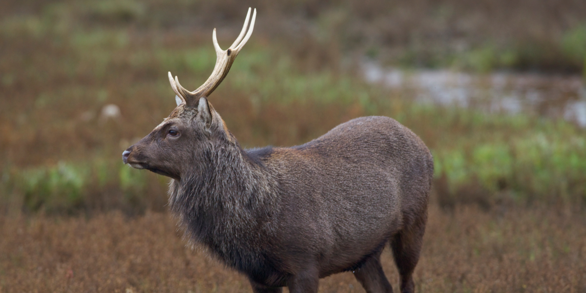 sika stag on moorland