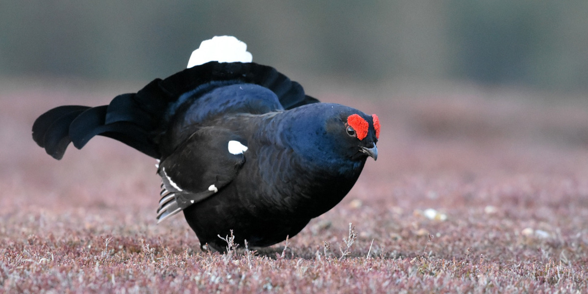 black grouse male at lek