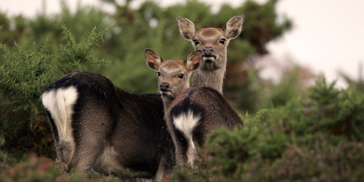 Sika hind