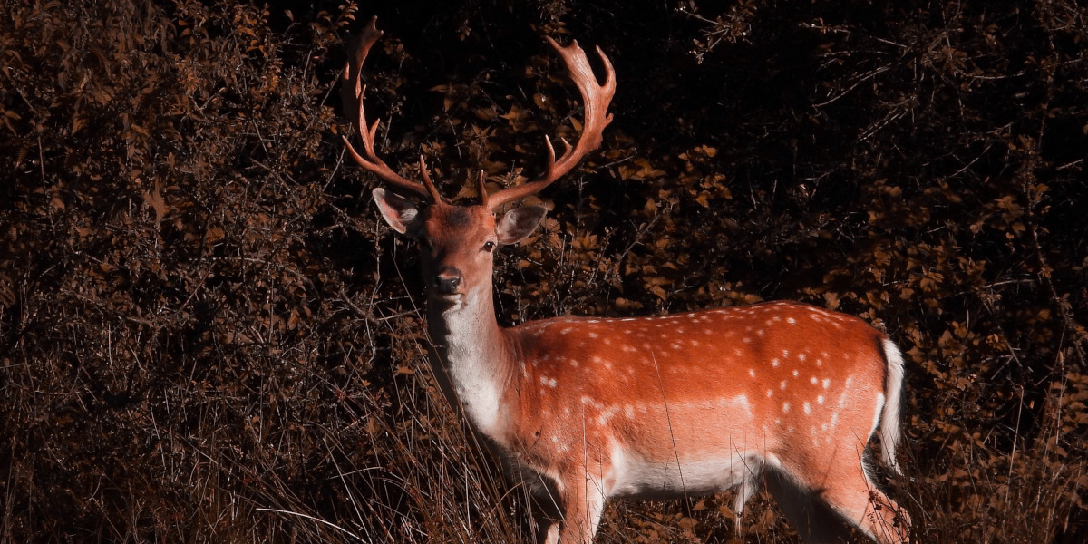 fallow buck on woodland edge