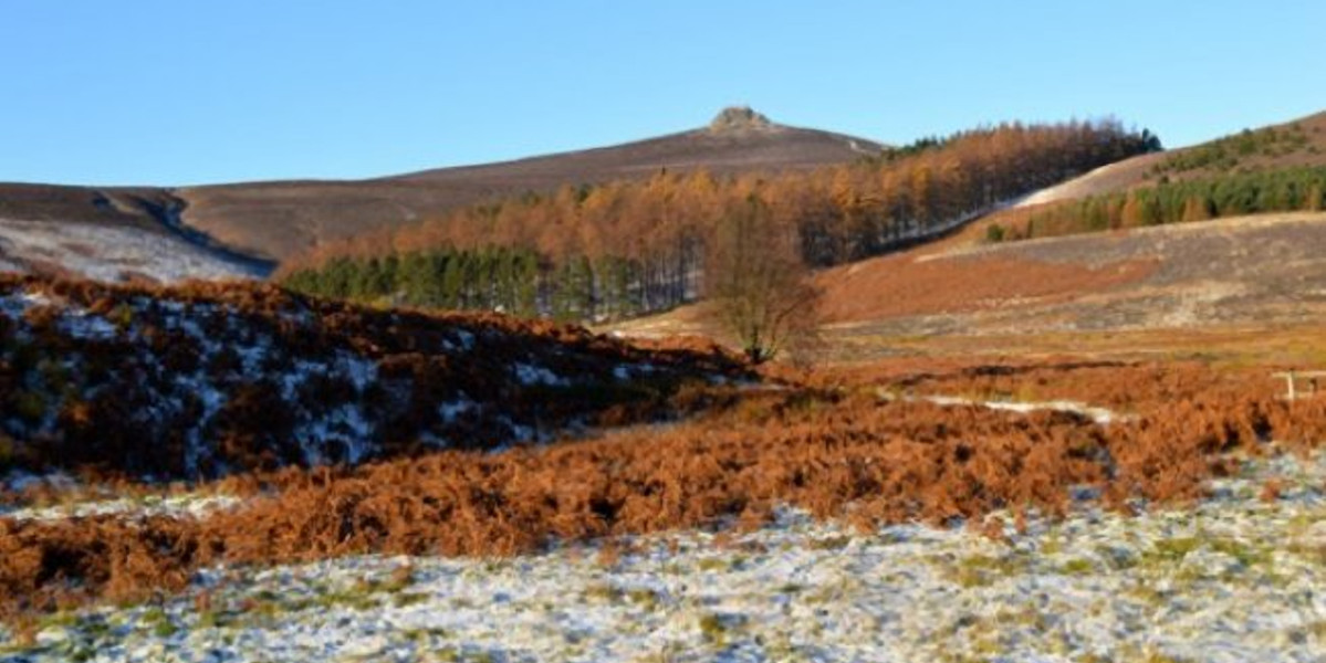 Frosty Scottish hillside with pine and bracken