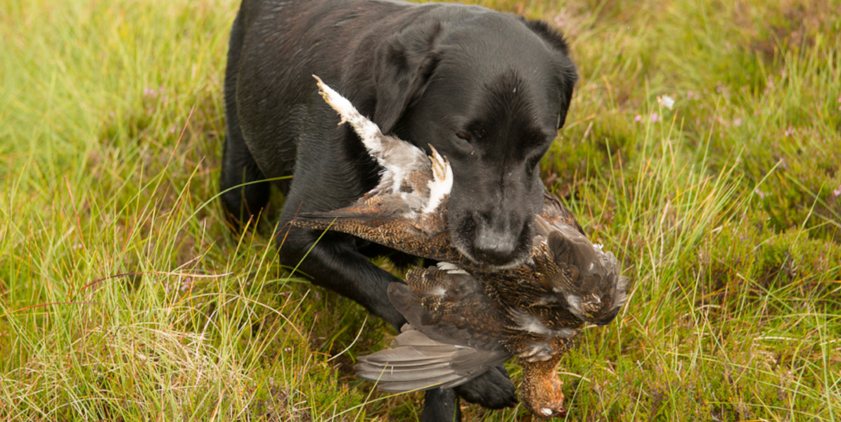 black labrador retrieving red grouse