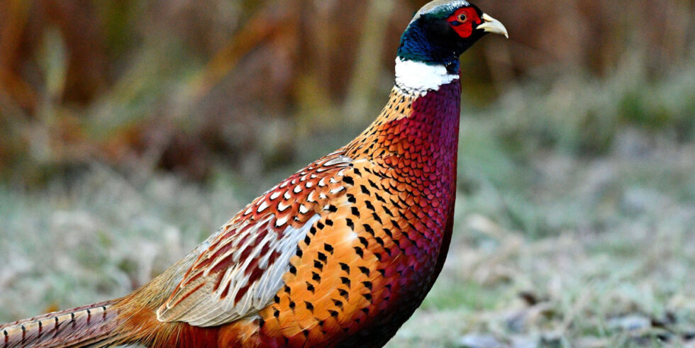 Pheasant - Scottish Country Sport Tourism Group