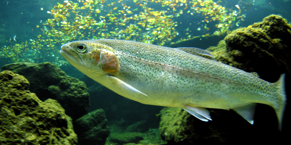 rainbow trout pictured swimming underwater