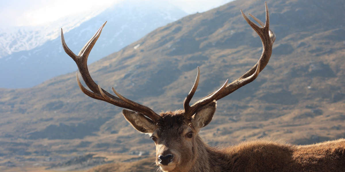 red deer stag in Scottish mountains, red deer hunting