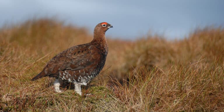 red grouse walking in grass