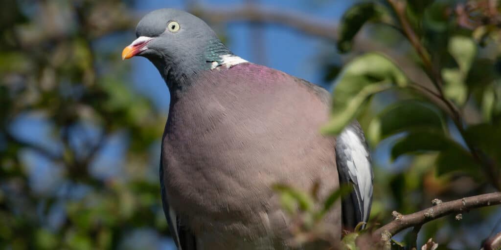 wood pigeon in tree, pigeon shooting