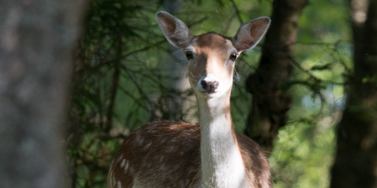 fallow doe in dappled shade in woodland, fallow deer hunting