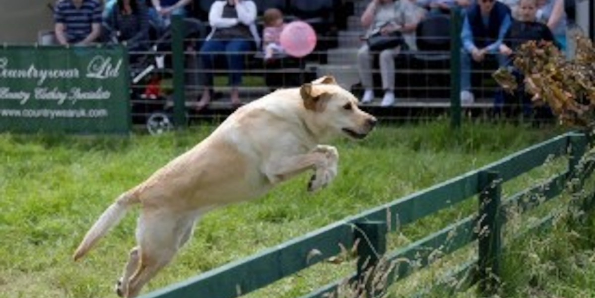 blond labrador trialing at game fair