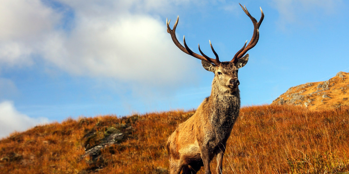 red stag on hill