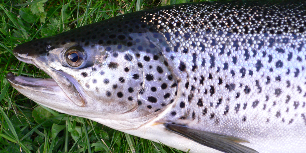 sea trout fishing in Scotland