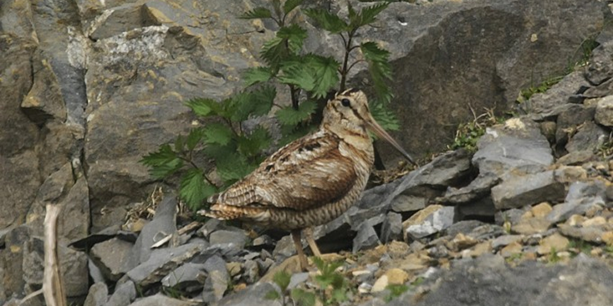 woodcock on scree and rocks