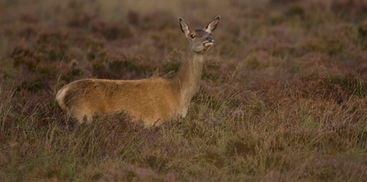 red deer hind in heather