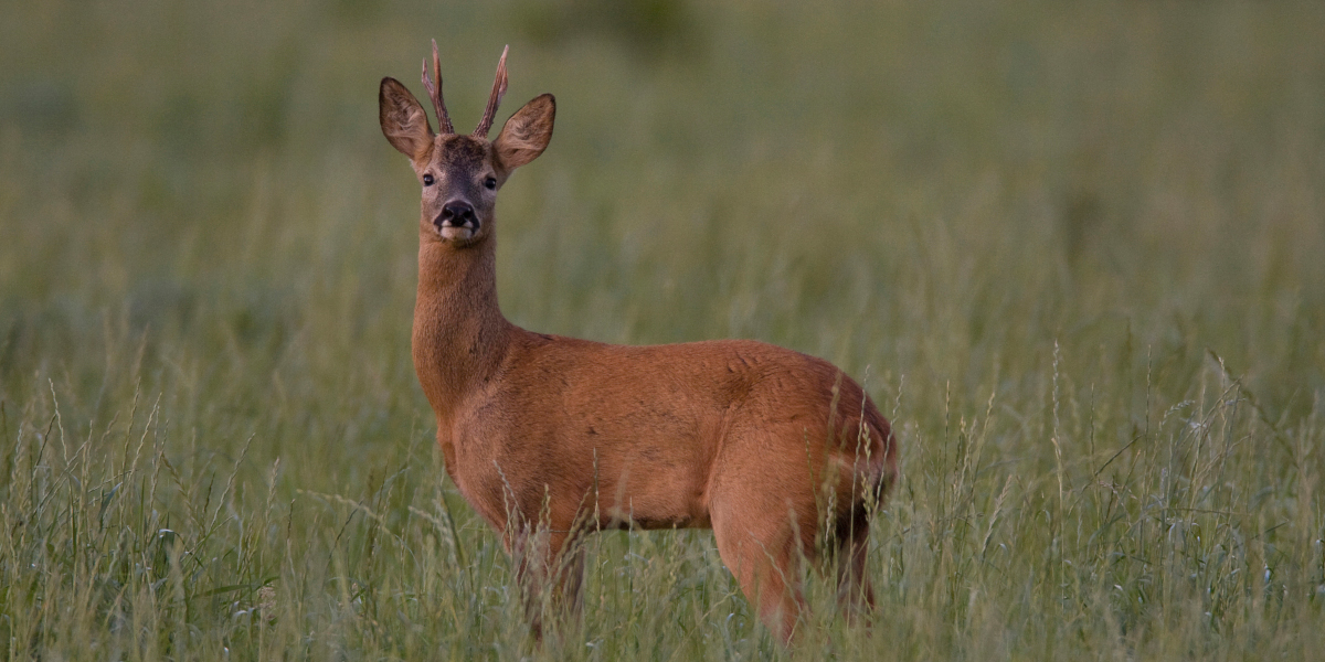 roe buck in field