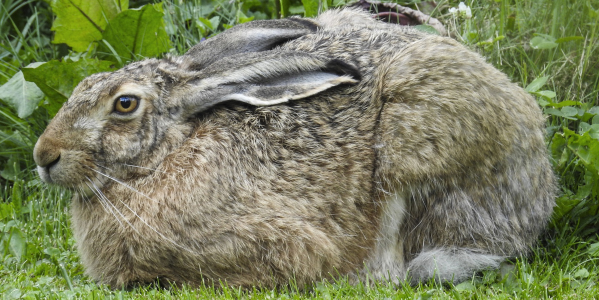 brown hare prone