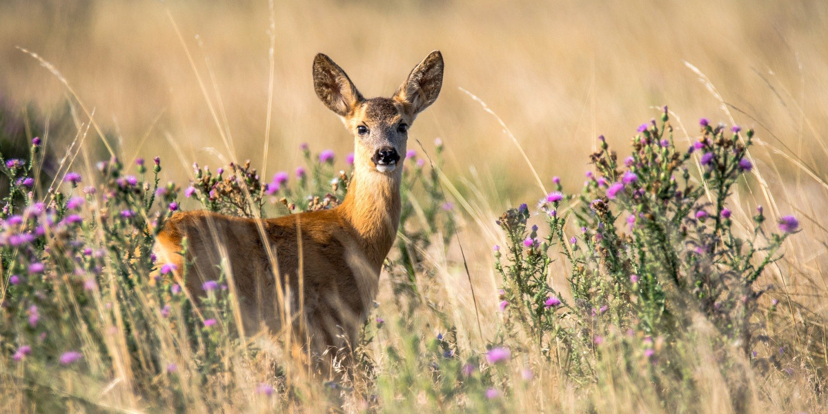 roe deer doe in grass and thistles