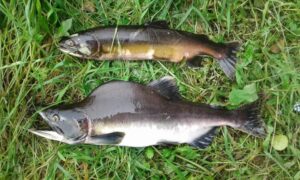 male and female pink salmon
